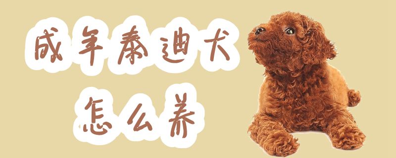 成年泰迪犬怎样养