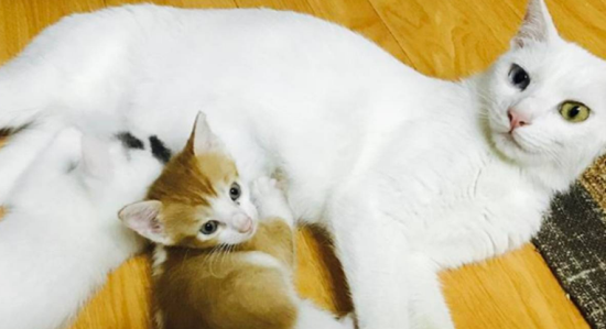 把小猫送人母猫会伤心吗