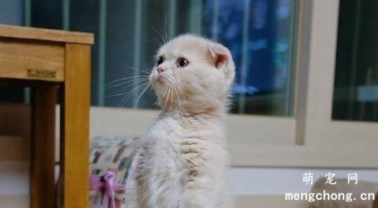 折耳猫不能吃什么