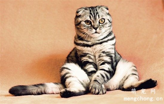 折耳猫平时要不要喂软骨素