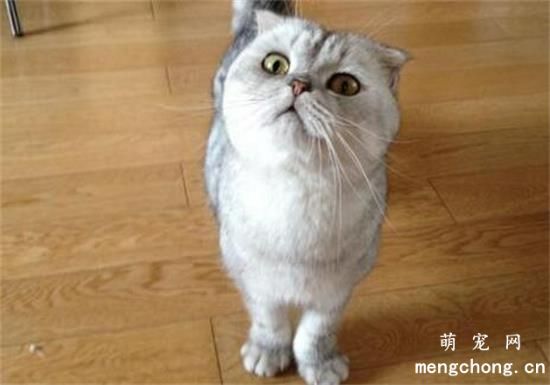 折耳猫应该如何训练