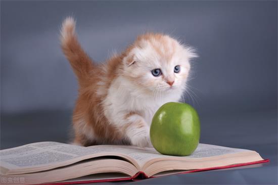 折耳猫怎么治疗猫癣