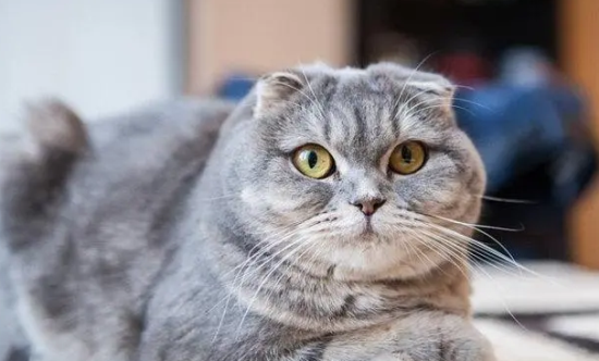 折耳猫打喷嚏怎么办 哪些原因导致打喷嚏