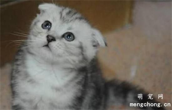 折耳猫的体重是多少