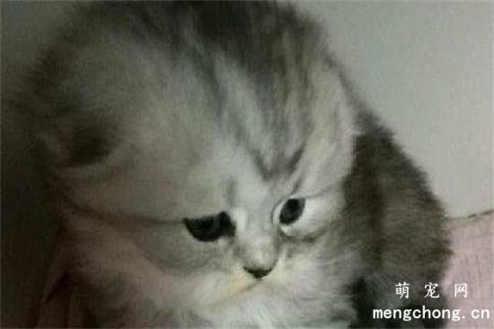 折耳猫适合吃什么