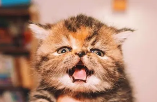 折耳猫遗传病症状有哪些
