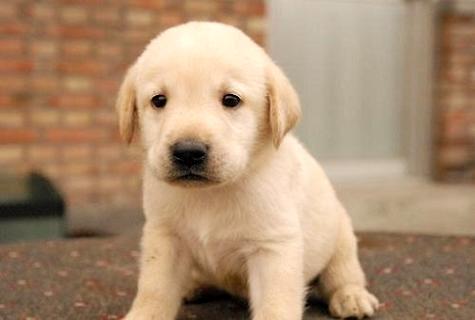 拉布拉多犬几钱一只？为什么养拉布拉多犬的人越来越多？
