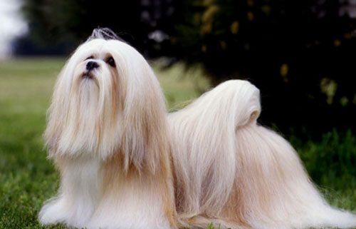 拉萨犬的形态特征 有着大量的胡须