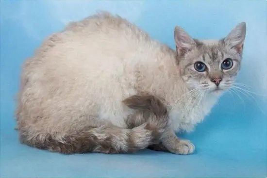 拉邦猫性格特点