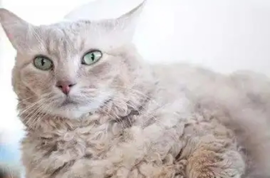 拉邦猫长猫癣怎么办 猫癣治疗方法介绍
