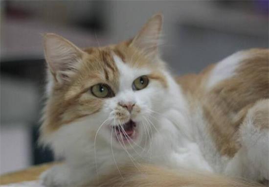 挪威森林猫吃什么食物比较好