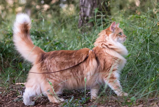 挪威森林猫咳嗽怎么办
