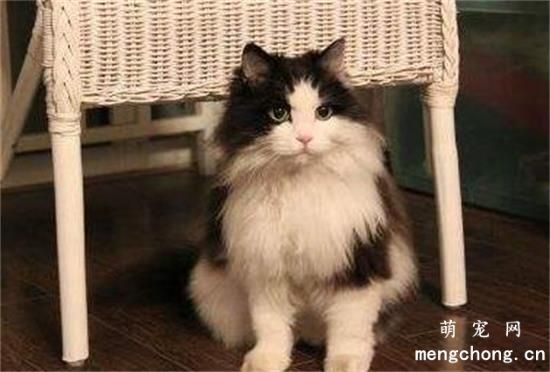 挪威森林猫有什么缺点