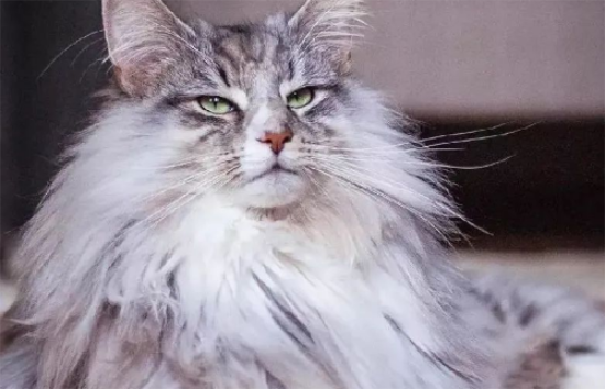 挪威森林猫的食物禁忌有哪些