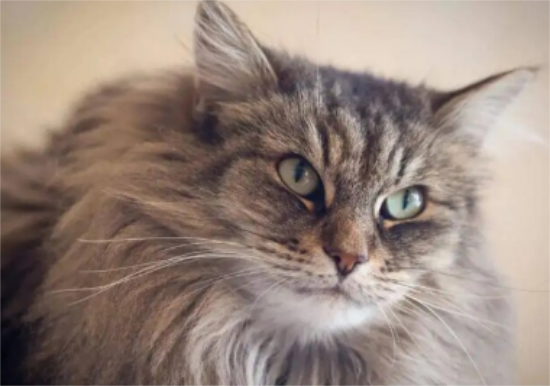 挪威森林猫是否粘人
