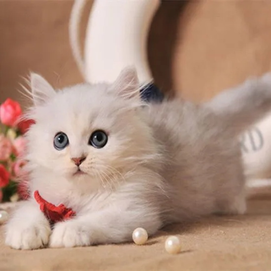 捡来的猫为什么不能养?
