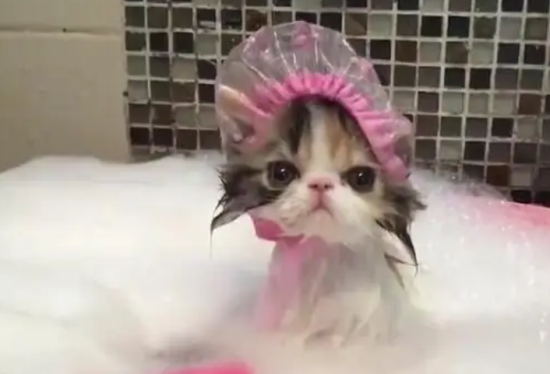 掐猫脖子有哪些危害