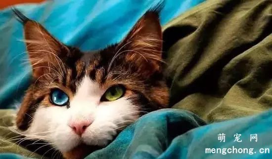 撸猫族”小心猫癣惹上身
