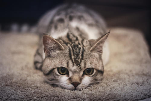 收养流浪猫要打针办证吗？