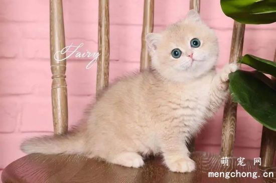 收养流浪猫需要注意什么