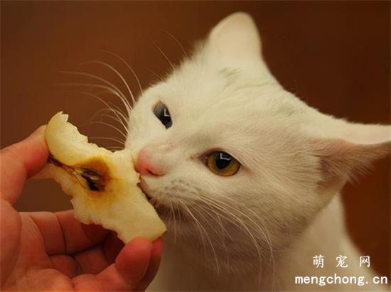 收养流浪猫需要注意什么