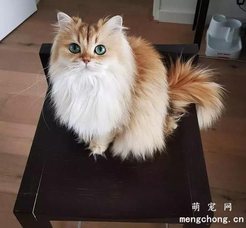 放养的猫咪是否过得更快乐？