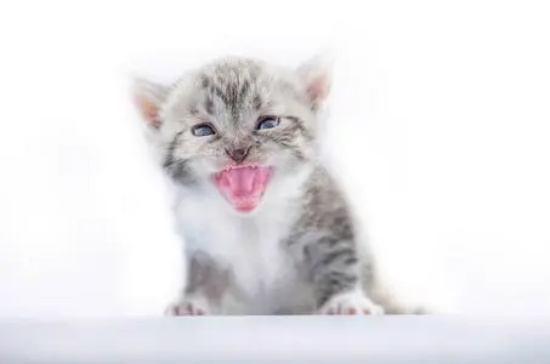 教小猫咪用猫砂有什么方法？