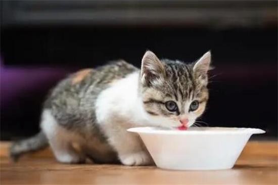 断奶期猫咪吃什么