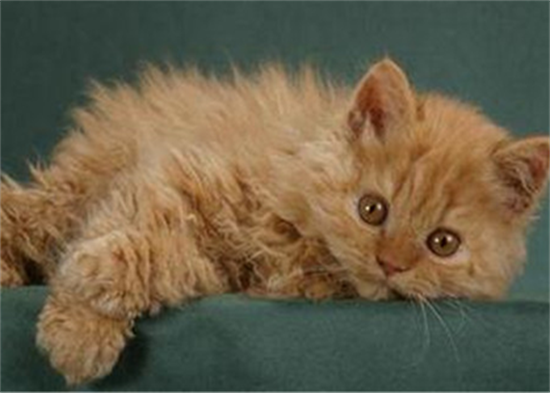 斯可可猫吃什么比较好
