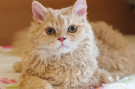 斯可可猫能长多大