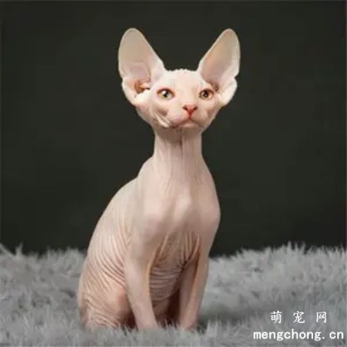 斯芬克斯猫夏天怎么养？