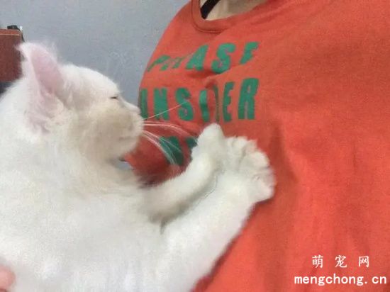 新买的猫咪回来为什么一直踩奶？