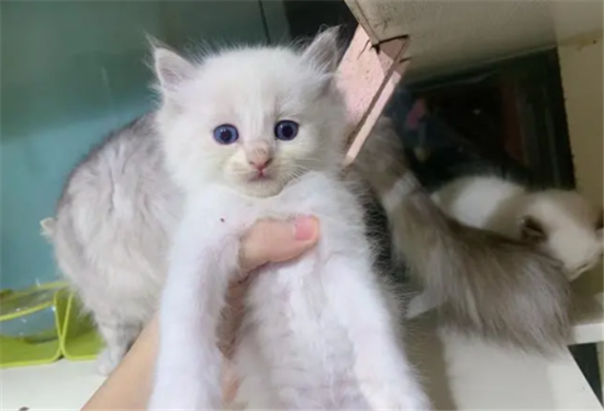 新到家的小猫不吃东西怎么办?