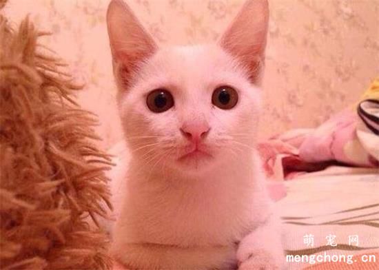 新加坡猫寿命多久