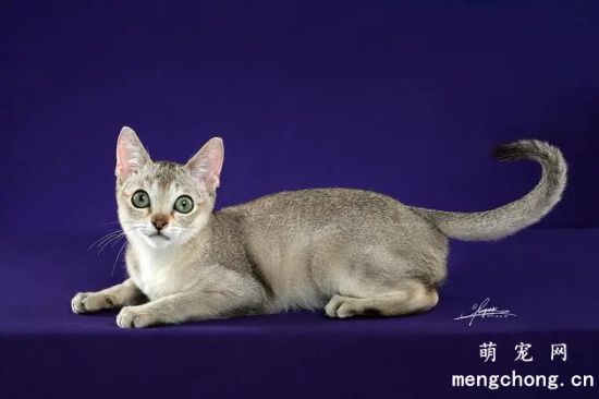 新加坡猫的日常饲养方法
