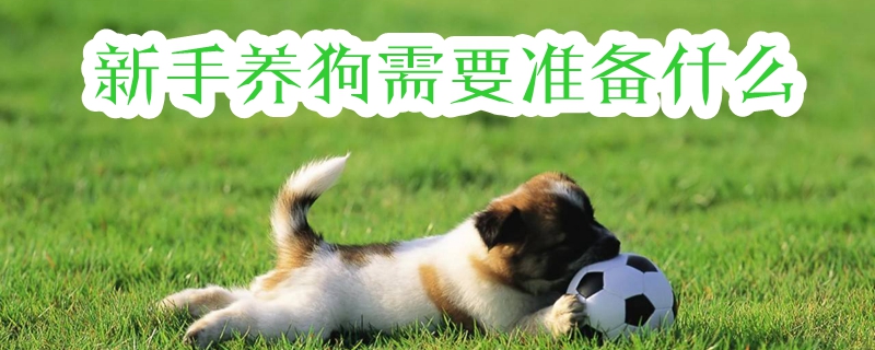 生人养狗须要预备什么