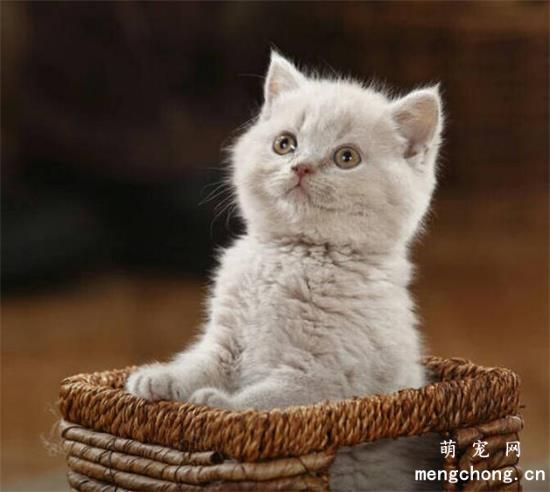 新手养猫咪要做好驱虫方面
