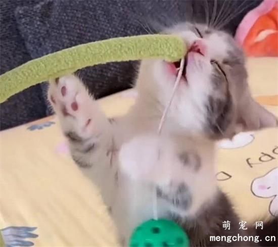 新手养猫咪要注意哪些事情