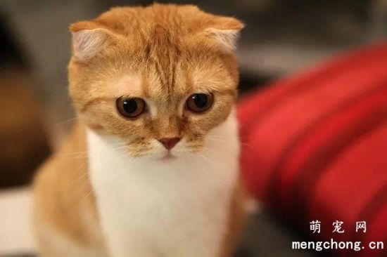 新手养猫需求预备什么