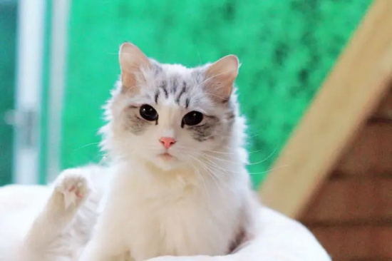 新来的小猫一直叫是什么原因引起的