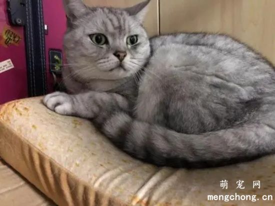新猫对旧猫哈气要不要制止
