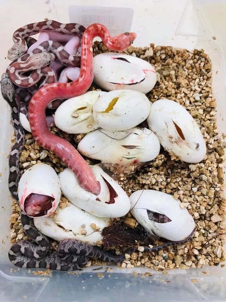 无鳞蛇繁殖业者的新发现,或许可以增加孵化率!(图1) 无鳞蛇繁殖业者的新发现,或许可以增加孵化率!(图1)
