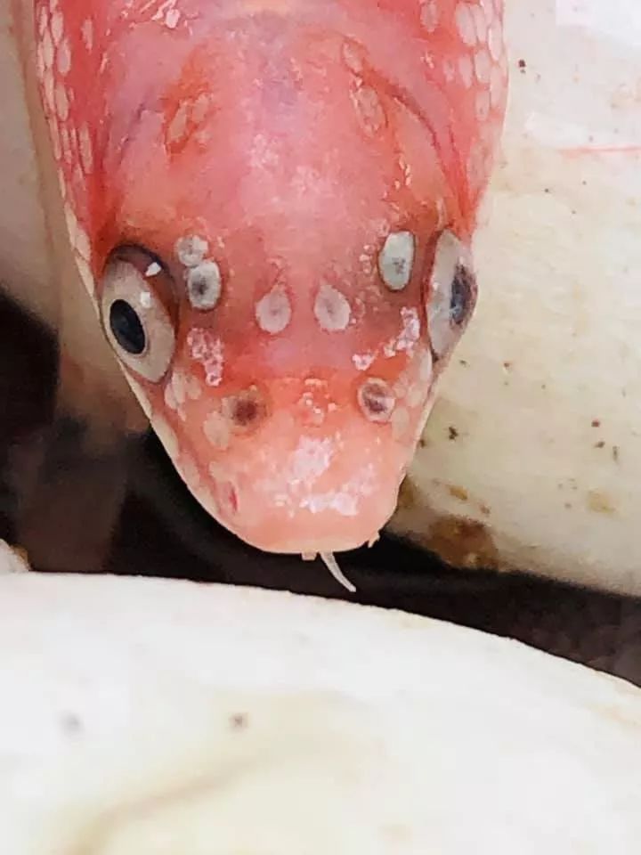 无鳞蛇繁殖业者的新发现,或许可以增加孵化率!(图7) 无鳞蛇繁殖业者的新发现,或许可以增加孵化率!(图7)
