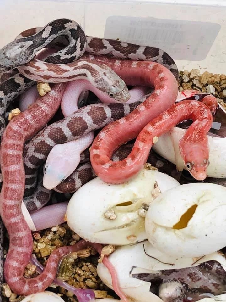 无鳞蛇繁殖业者的新发现,或许可以拯救你的孵化率!(图4) 无鳞蛇繁殖业者的新发现,或许可以拯救你的孵化率!(图4)