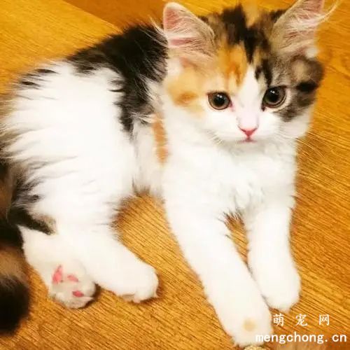 春季猫咪养护重点注意事项