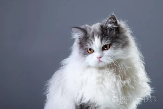 春季猫咪感冒怎么办？