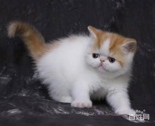 春季猫咪掉毛严重是正常的吗？