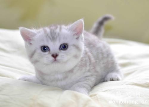 春暖猫猫需预防跳蚤