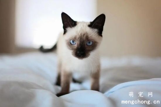 暹罗猫寿命多久？
