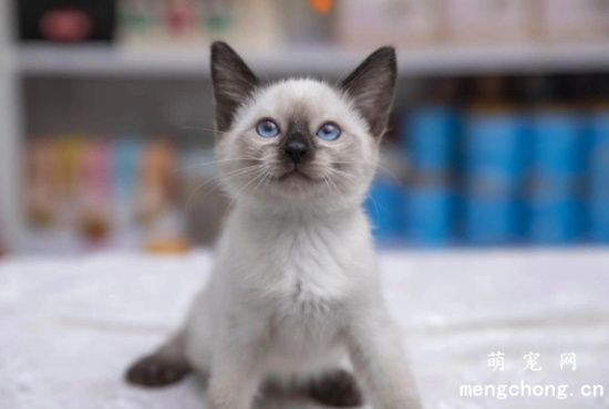 暹罗猫幼猫成长需要的健康饮食知识